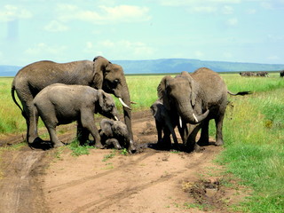 Elefantenfamilie im Serengeti-Nationalpark