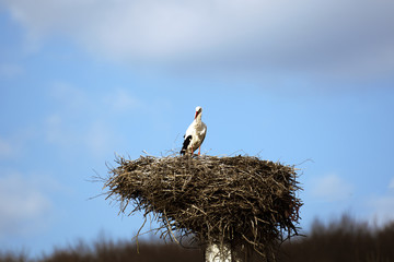 Powerful stork in all its glory