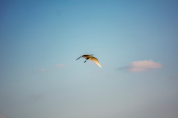  Lovely white heron in flight