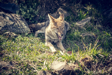 Wild fox in Cambará - Rio Grande do Sul - Brazil