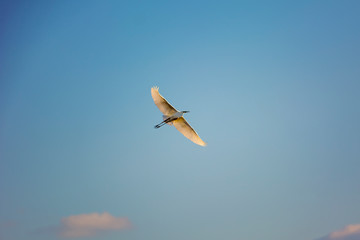  Lovely white heron in flight