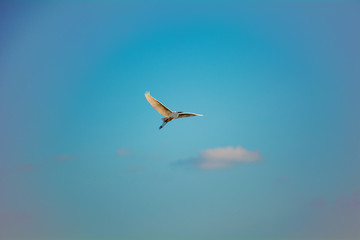  Lovely white heron in flight