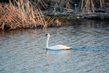  Lonely swan looking for a couple
