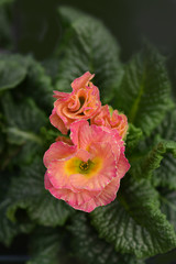 Primrose Girls Delight