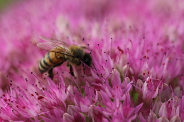 Bee 