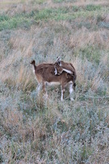 herd of deer