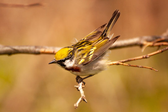 Chestnut Sided Warbler