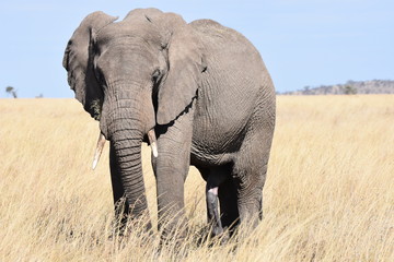 Fototapeta na wymiar African elephant in Serengeti National Park, Tanzania