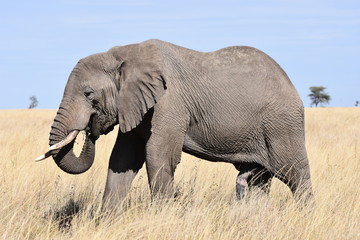 Naklejka na ściany i meble African elephant in Serengeti National Park, Tanzania