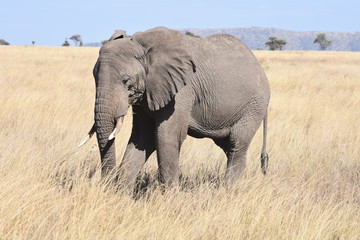 Fototapeta na wymiar African elephant in Serengeti National Park, Tanzania