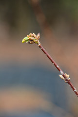 Border forsythia