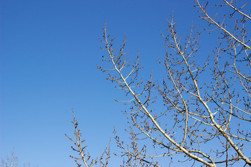 Obraz premium Horizontal live oak branch with new spring green leaves against a clear blue sky. There is a bird nest at the tip of the branches. Tree branches against the blue sky