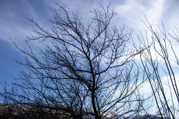 Horizontal live oak branch with new spring green leaves against a clear blue sky. There is a bird nest at the tip of the branches. Tree branches against the blue sky