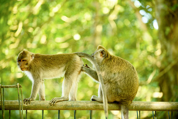 a monkey inspects another individual, the island of Bali. Indonesia
