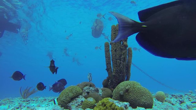 Beautiful fish swimming in front of some corals with some people swimming in the back 