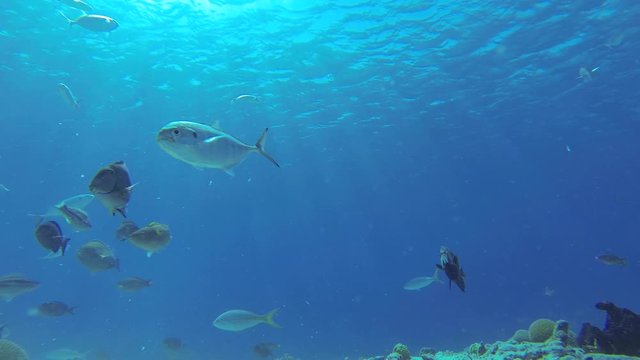 A lot of different beautifully colored fish swimming in front of the camera on the blue ocean floor