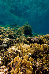 Fototapeta na wymiar Vertical landscape of a colorful coral reef in the Red Sea 