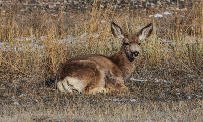 deer in the field