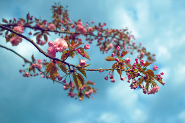 Sakura cherry blossom branch on cloudy sky background