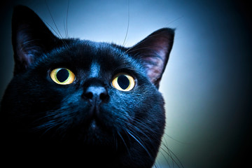 Close-up of black cat looking for prey, yellow eyes