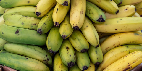 Bunch of ripe raw bananas of Madeira island, Portugal