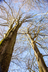 a tree tops of two beech trees in the Sababurg primeval forest