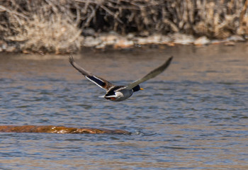 bird in flight