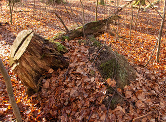 a fallen and subsequently felled oak in the Sababburg primeval forest