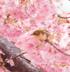 cherry blossom