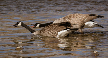 canada goose in water