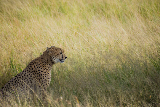 Guepardo Africa Serengeti Safari