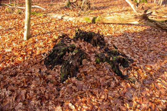 View of a rotted tree with moss and foliage in the Sababurg primeval forest