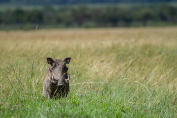 Portrait of a warthog  in a field