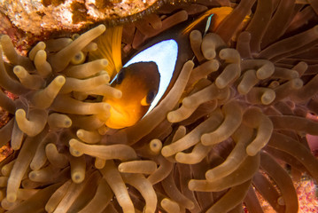 Clownfish hidden among orange and brown anemones