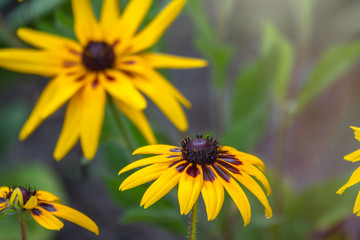 Yellow Flower of Rudbeckia fulgida, the orange coneflower or perennial coneflower. Rudbeckia hirta Maya.
