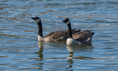 canadian goose in water