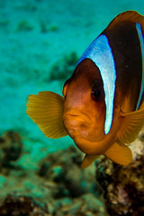 Fototapeta na wymiar Vertical portrait of a clownfish swimming in the Red Sea