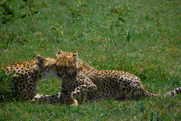 Guepardo Africa Safari Serengeti