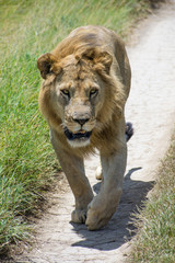 Fototapeta premium Leon Africa Safari