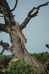 Fototapeta na wymiar Leopardo árbol Africa Safari Serengeti