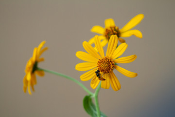 Close-up of bee on a yellow flower 