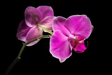 Two pink orchid on a black background