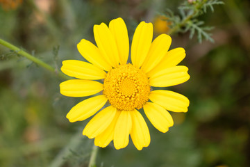 Yellow flower close up in nature
