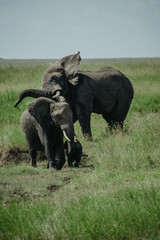 Elefante Africa Safari