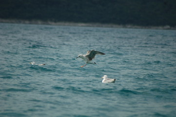 
beautiful seagulls fly and play on the shabby sea during the summer season