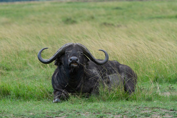 Cape buffalo laying in field and chewing grass
