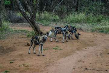 The African wild dog (Lycaon pictus), also known as African hunting or African painted dog or painted wolf in a game reserve