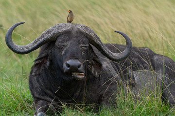 Small bird sits on top of a Cape Buffalo's head while he rests and eats grass