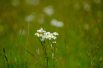 beautiful nature with flowers, trees and grass of various colors