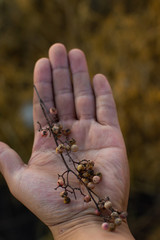 Hand holding a tree little brunch with seeds